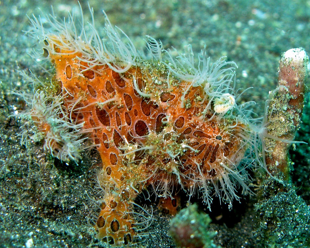 Le poisson grenouille strié (Antennarius striatus)
