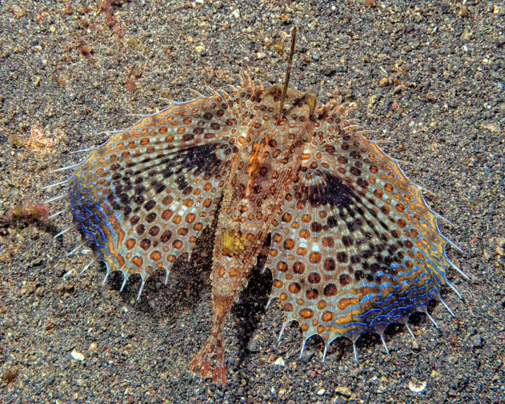 Le grondin volant (Dactylopterus volitans) Le grondin volant (Dactylopterus volitans)