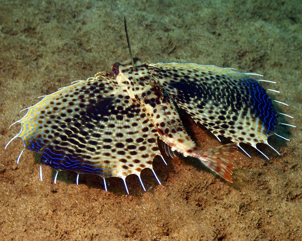 Le grondin volant oriental (Dactyloptena orientalis) Le grondin volant oriental (Dactyloptena orientalis)