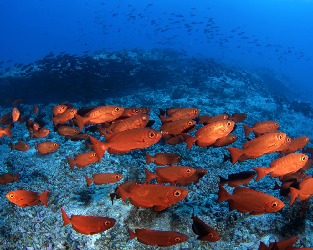 The moontail bullseye sometimes forms schools offshore, Fakarava Atoll, French Polynesia