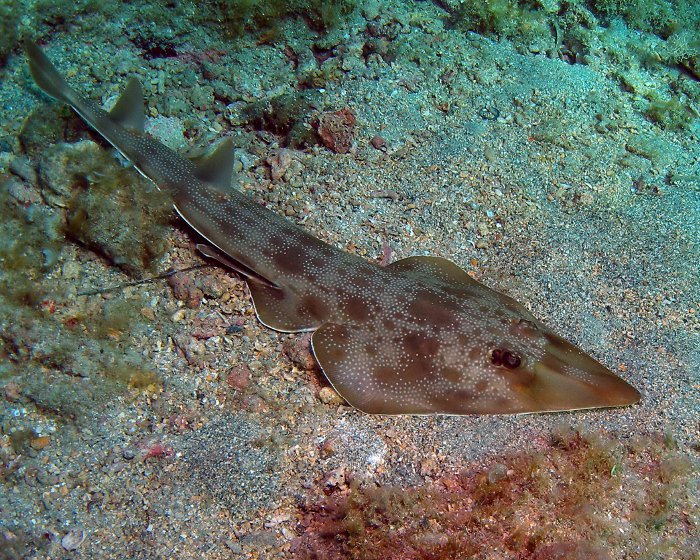 Le poisson guitare de l'Atlantique (Rhinobatos lentiginosus)