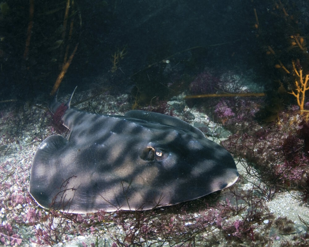 Le poisson guitare rayé (Zapteryx exasperata)