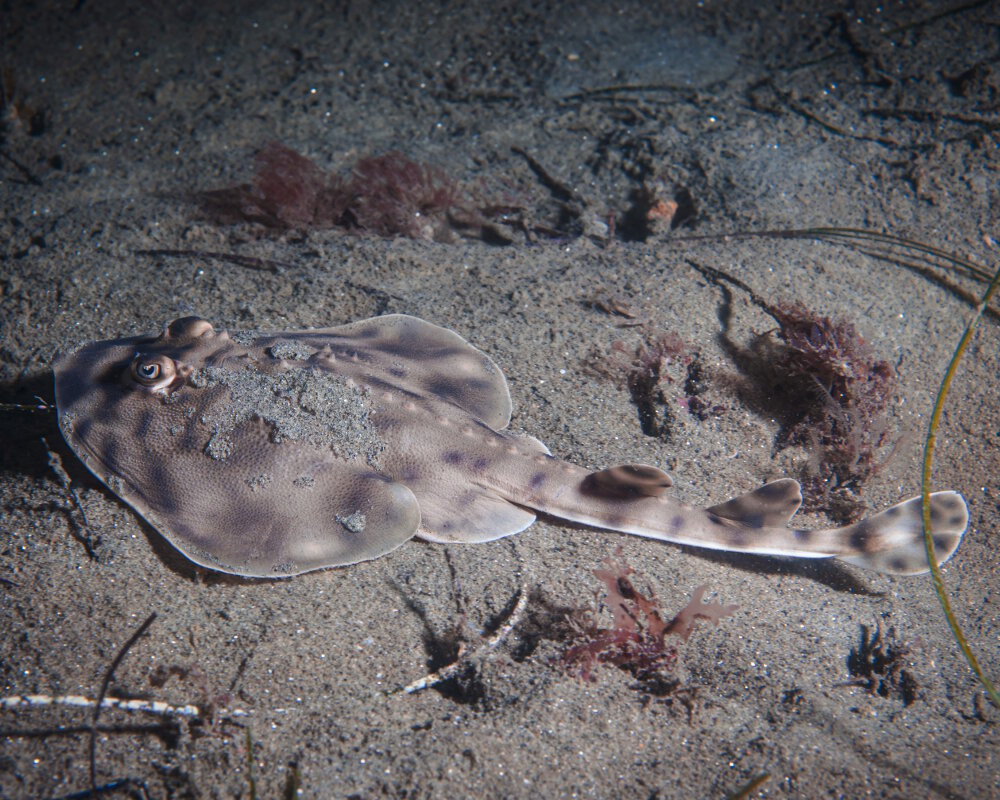 Un jeune poisson guitare rayé (Zapteryx exasperata)