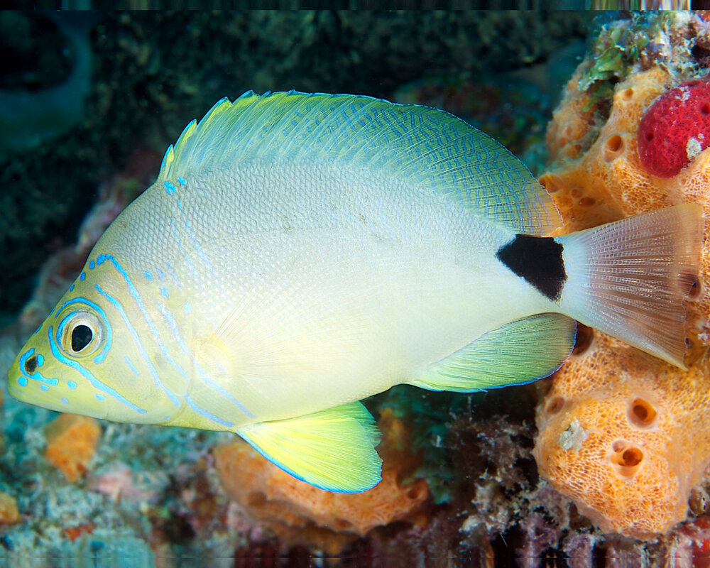 Le hamlet unicolore (Hypoplectrus unicolor) Le hamlet unicolore (Hypoplectrus unicolor)