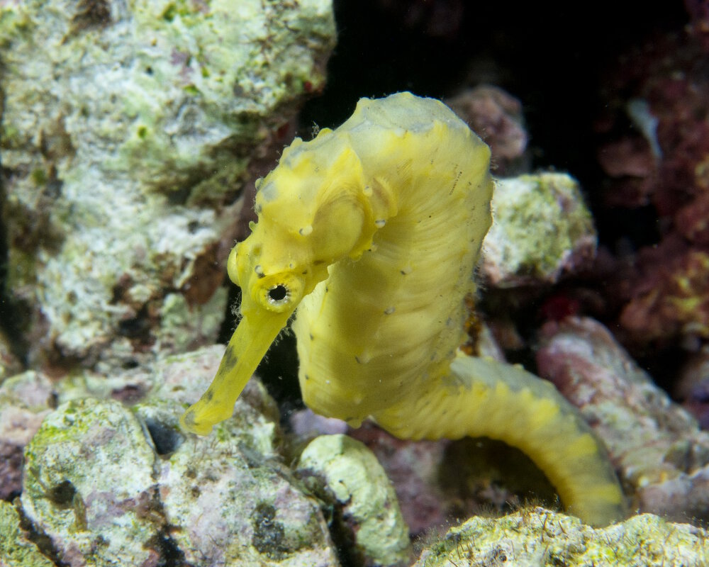 L'hippocampe doré (Hippocampus kuda) L'hippocampe doré (Hippocampus kuda)