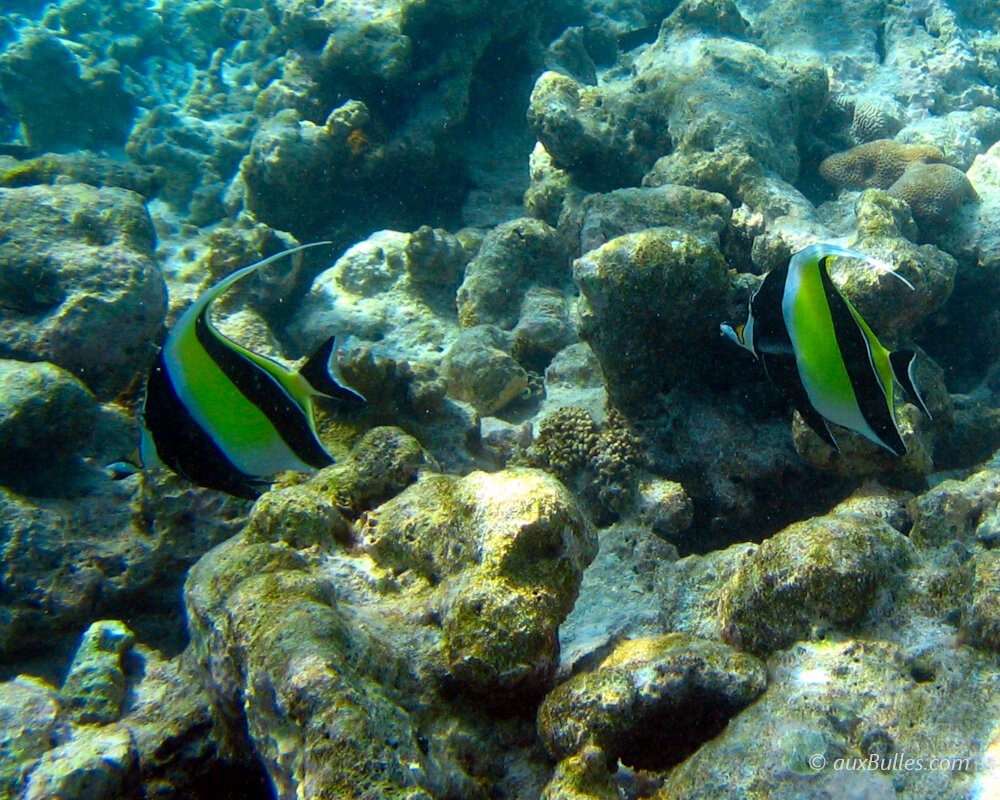 L'idole maure est un poisson plutôt solitaire qui évolue parfois en petit groupe L'idole maure est un poisson plutôt solitaire qui évolue parfois en petit groupe
