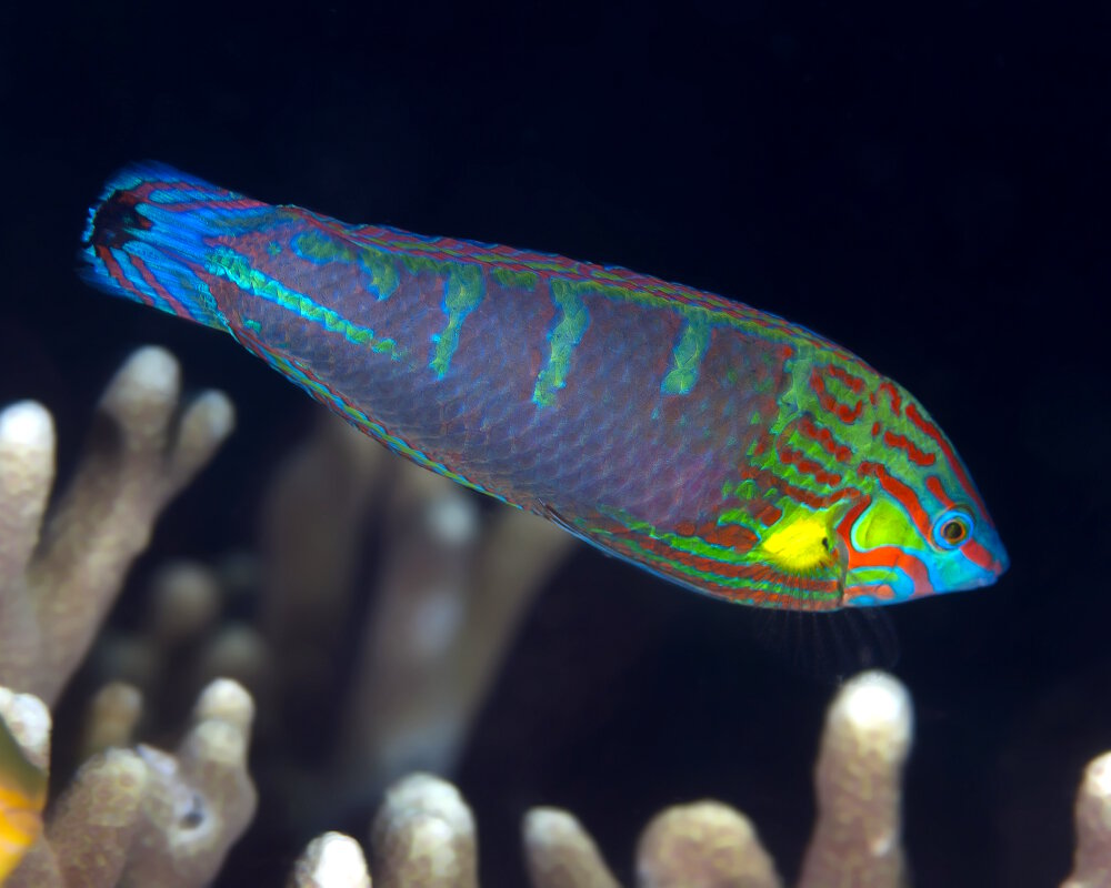 Le labre à queue tachée noire (Halichoeres melanurus) avec sa livrée en phase terminale Le labre à queue tachée noire (Halichoeres melanurus) avec sa livrée en phase terminale
