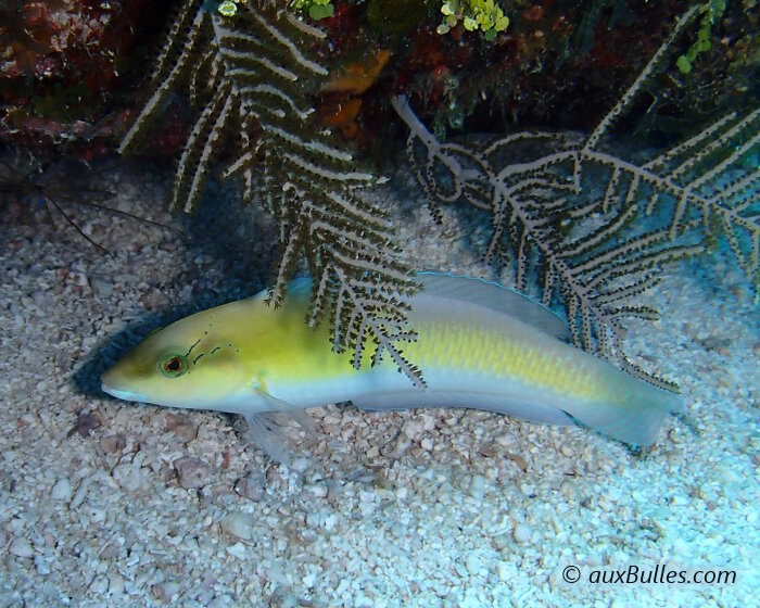 The yellowhead wrasse (Halichoeres garnoti)