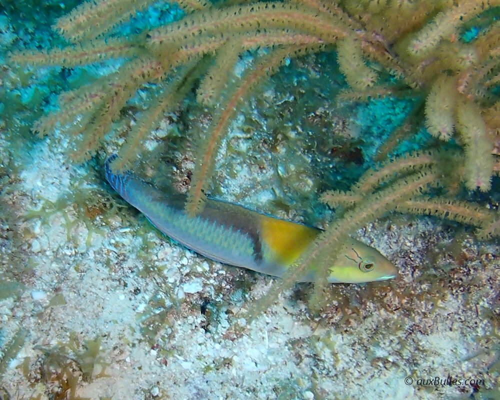 The yellowhead wrasse (Halichoeres garnoti)