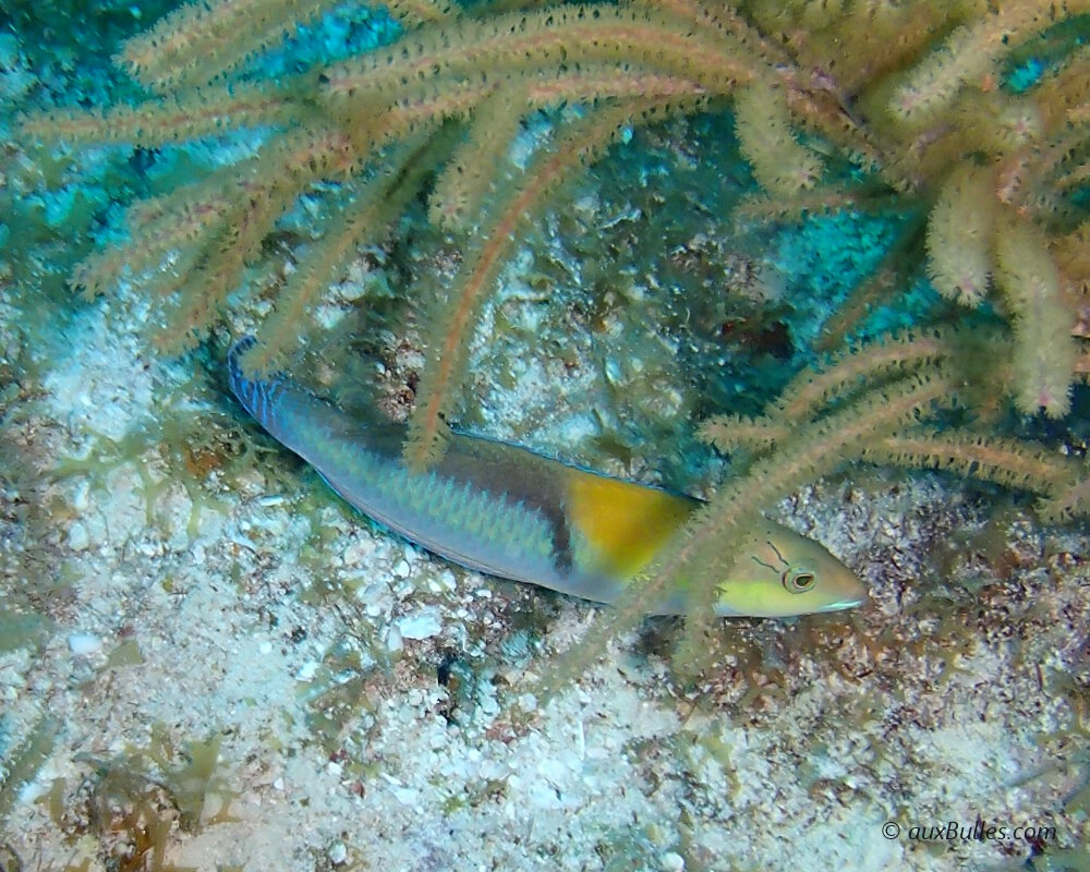 Le labre à tête jaune (Halichoeres garnoti)