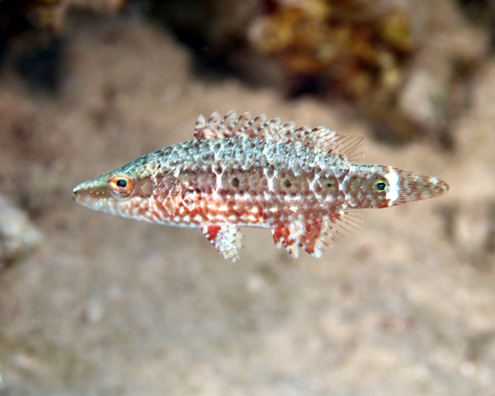 Le labre à une bande (Oxycheilinus mentalis)