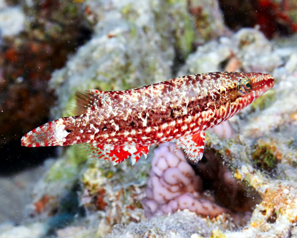 Le labre à une bande (Oxycheilinus mentalis)