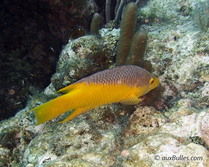 Le labre espagnol (Bodianus rufus)