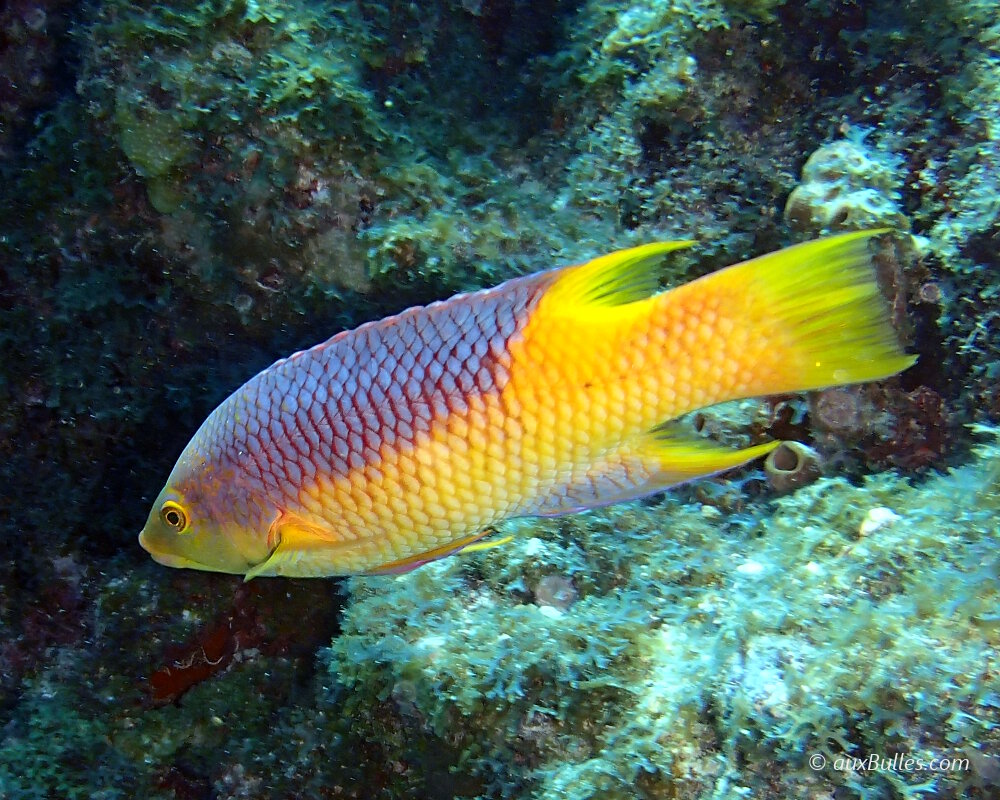 Le labre espagnol (Bodianus rufus)