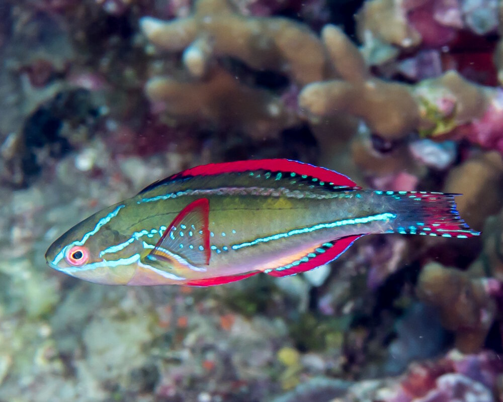 Le labre exquis (Cirrhilabrus exquisitus) Le labre exquis (Cirrhilabrus exquisitus)