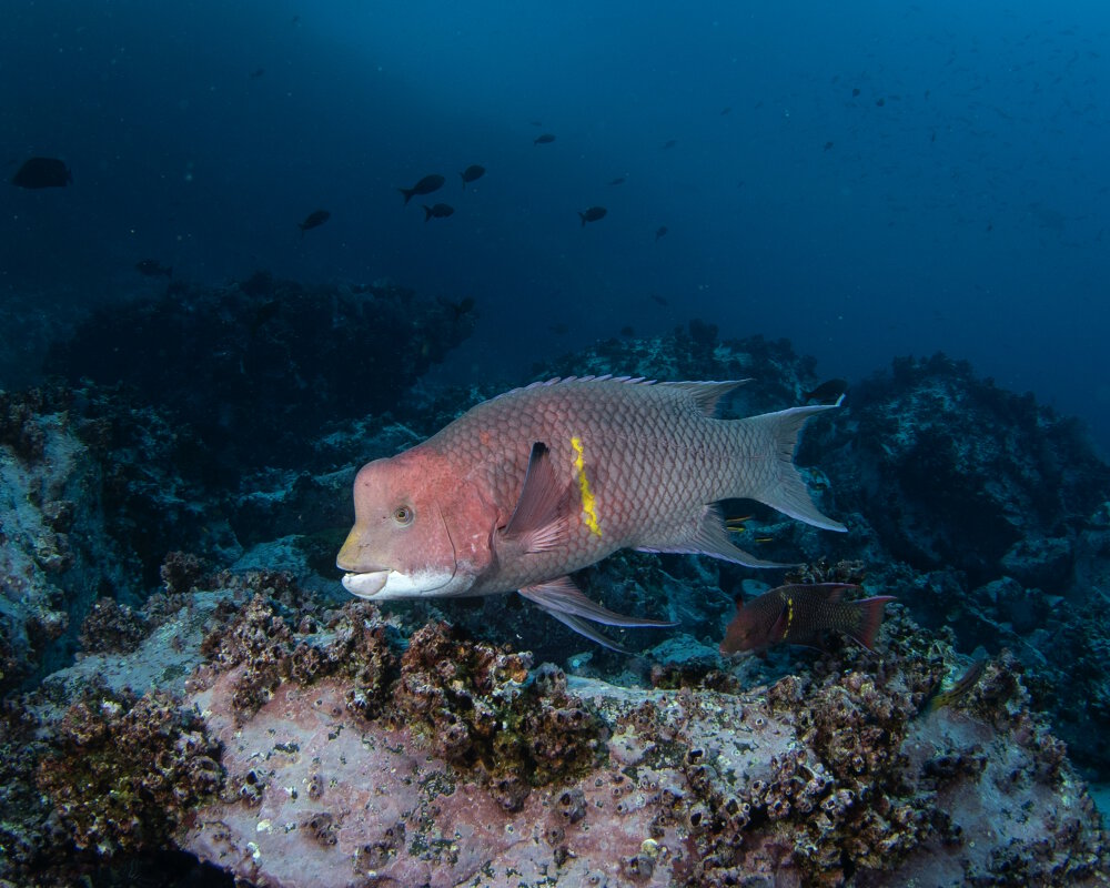 The mexican hogfish (Bodianus diplotaenia)