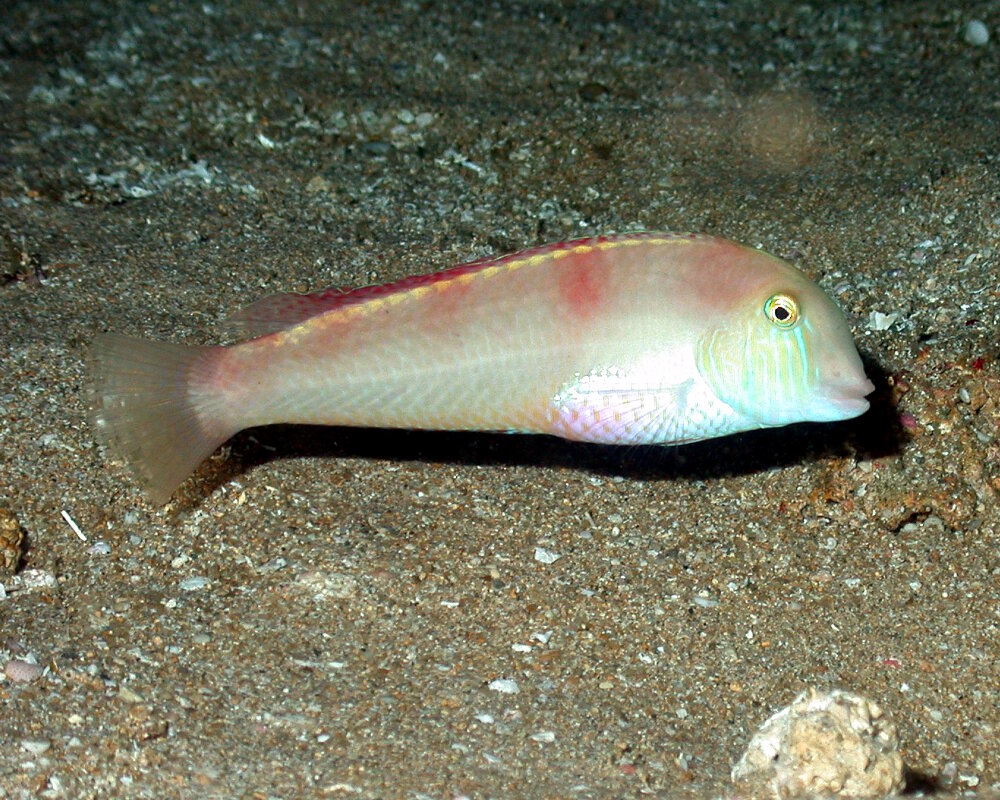 Le labre-rasoir nacré (Xyrichtys novacula) Le labre-rasoir nacré (Xyrichtys novacula)