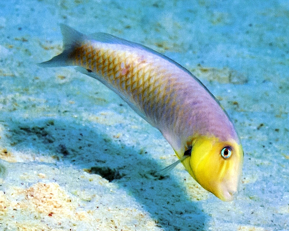 Le labre-rasoir rose (Xyrichtys martinicensis) Le labre-rasoir rose (Xyrichtys martinicensis)