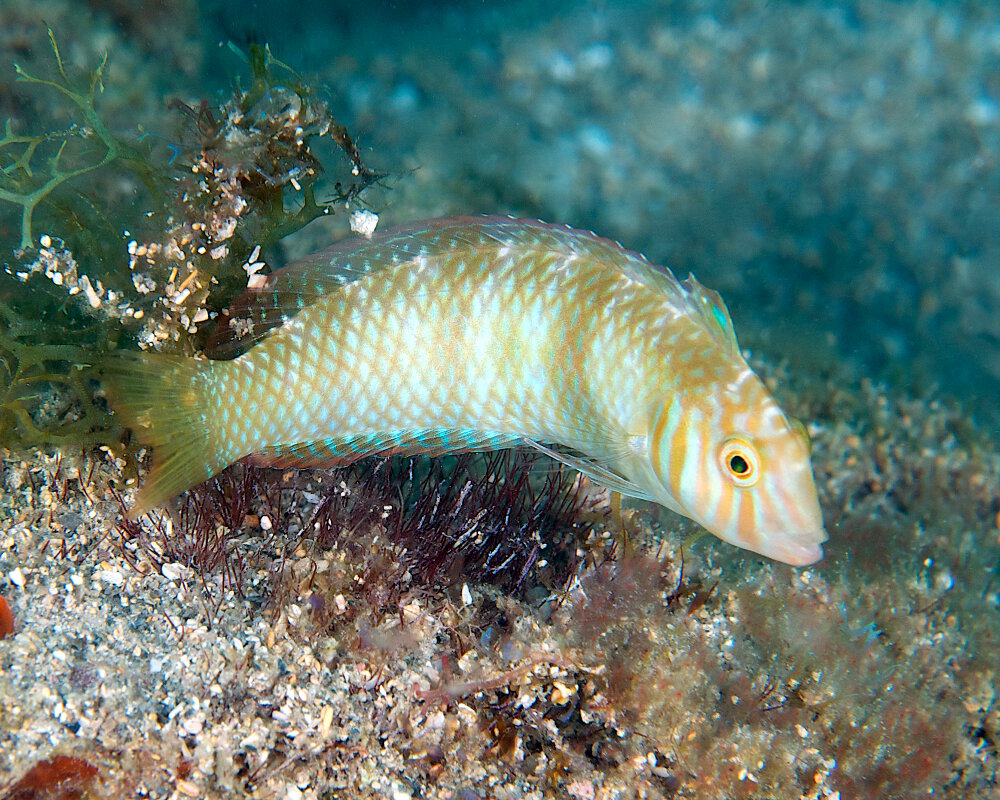 Le labre-rasoir vert (Xyrichtys splendens) Le labre-rasoir vert (Xyrichtys splendens)