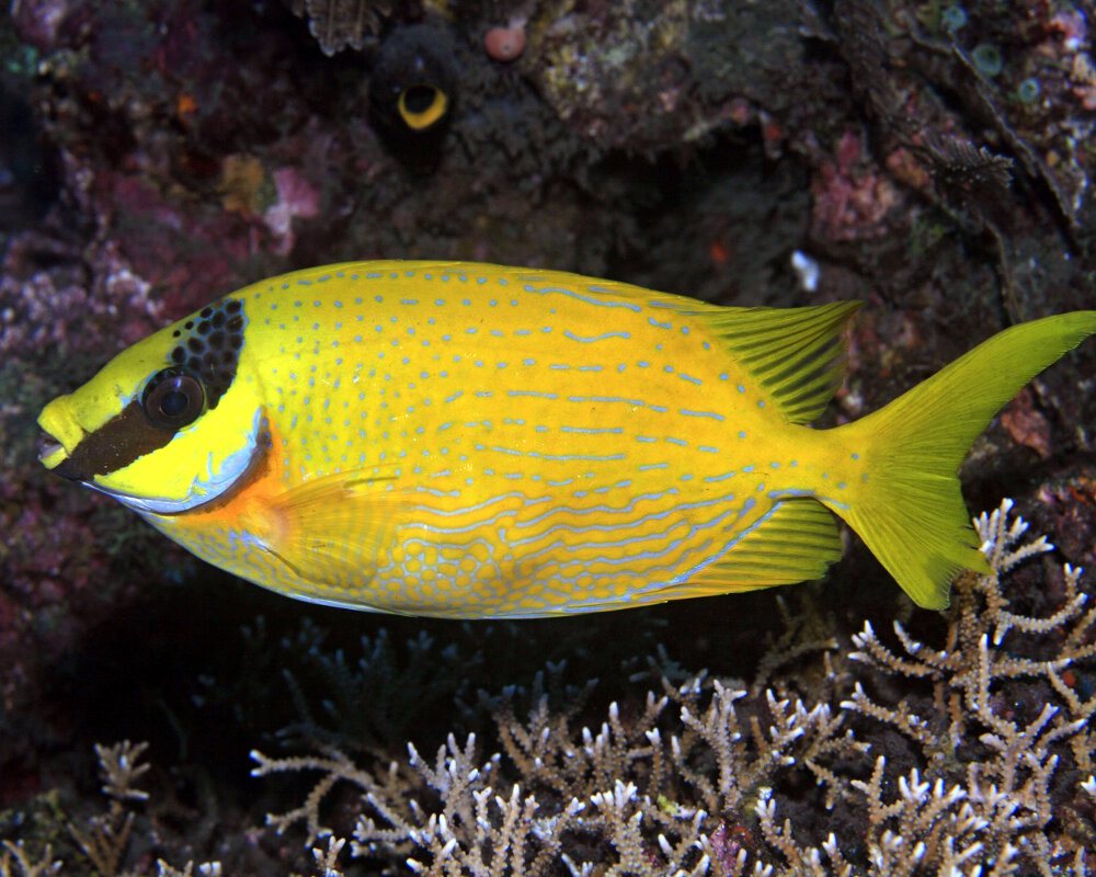 Le poisson lapin masqué (Siganus puellus) Le poisson lapin masqué (Siganus puellus)