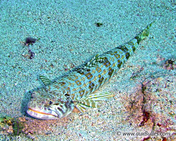 Le poisson lézard ou anoli est un poisson des fonds sableux dont la tête rappelle le reptile du même nom !
