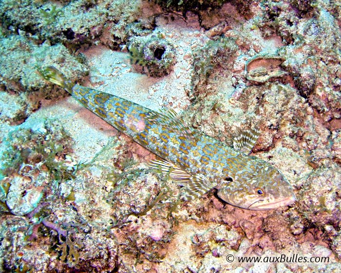 Le poisson lézard se tient immobile posé sur le fond avec lequel il se confond !