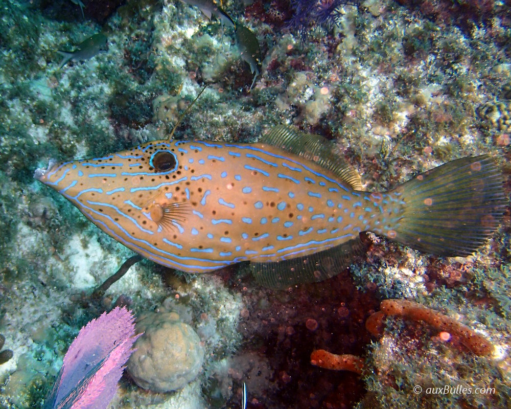 The scrawled filefish (Aluterus scriptus)