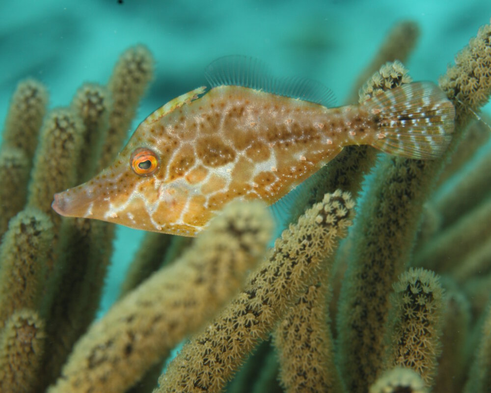 Le poisson lime élancé ou bourse élancée (Monacanthus tuckeri)