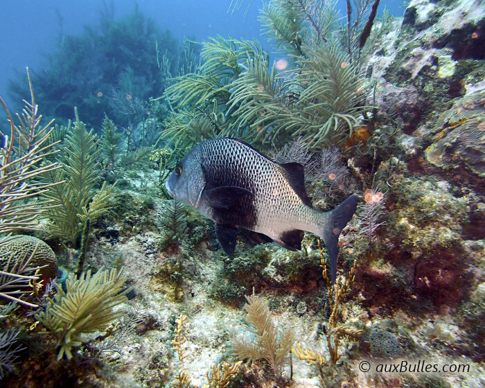 Le lippu croupia (Anisotremus surinamensis)