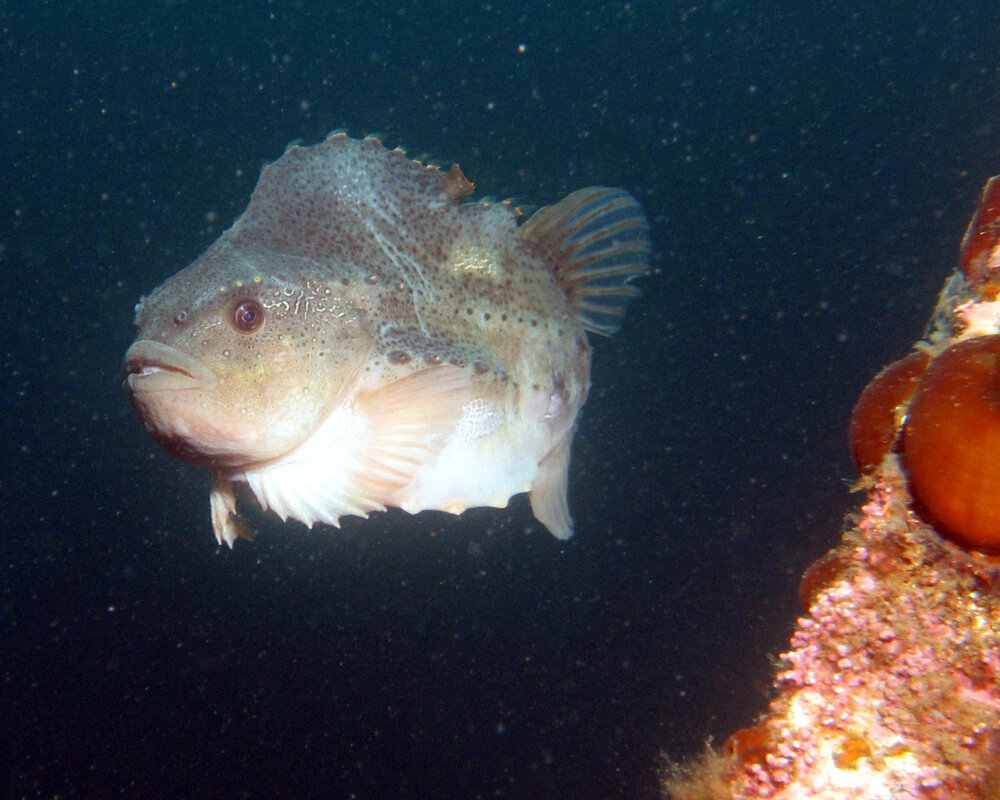 The lumpfish (Cyclopterus lumpus) The lumpfish (Cyclopterus lumpus)