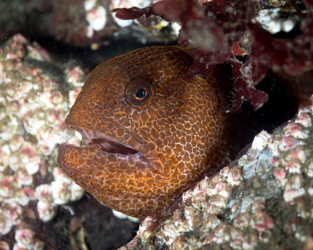 Le poisson loup à ocelles juvénile (Anarrhichthys ocellatus)