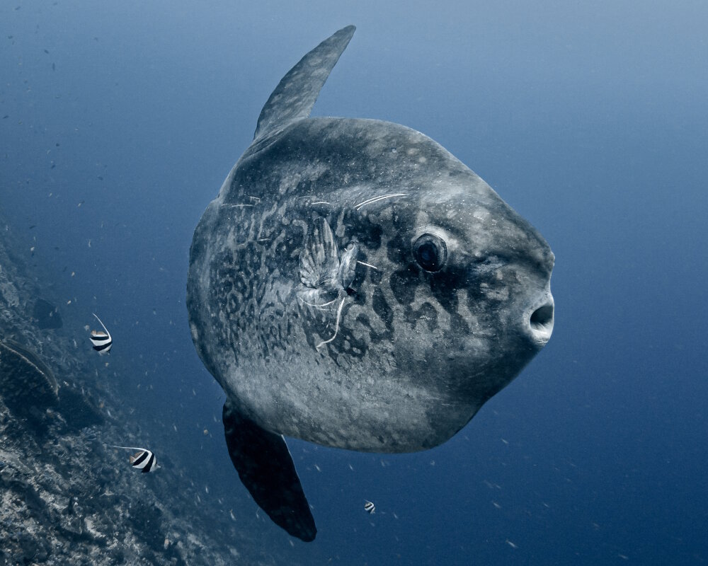 Découvrez le poisson lune à bosse (Mola alexandrini), le plus lourd des poissons osseux, son habitat tropical et tempéré, son régime à base de méduses et sa taille record de plus de 2 700 kg.