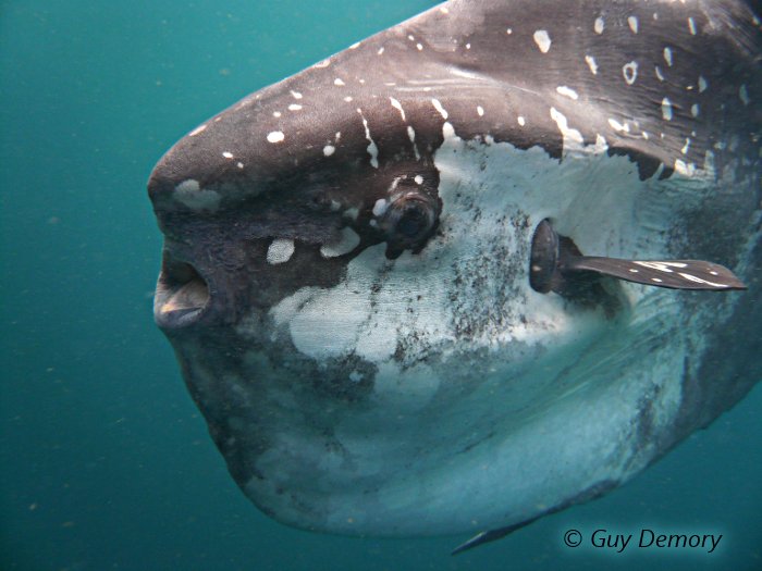 Le poisson-lune a pu être observé pendant une quinzaine de minutes par les plongeurs avant de repartir vers les abysses Le poisson-lune a pu être observé pendant une quinzaine de minutes par les plongeurs avant de repartir vers les abysses