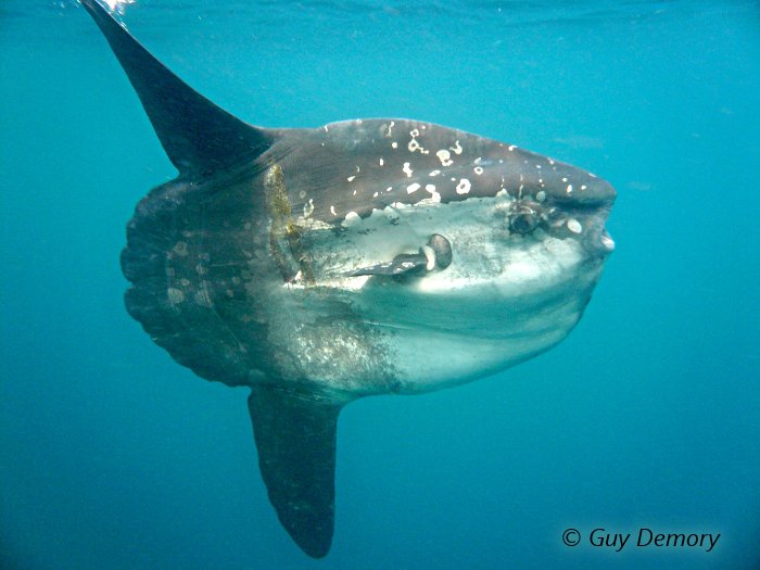 Le poisson-lune observé était d’une taille exceptionnelle !