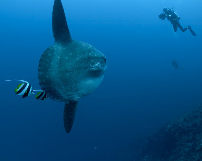 Le poisson lune est un poisson de grande envergure : observez le plongeur en arrière plan !