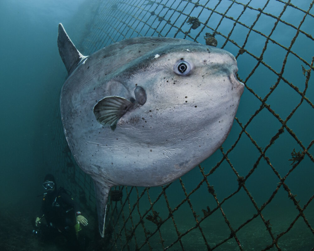 Le poisson lune présente une tête proéminente avec une petite bouche