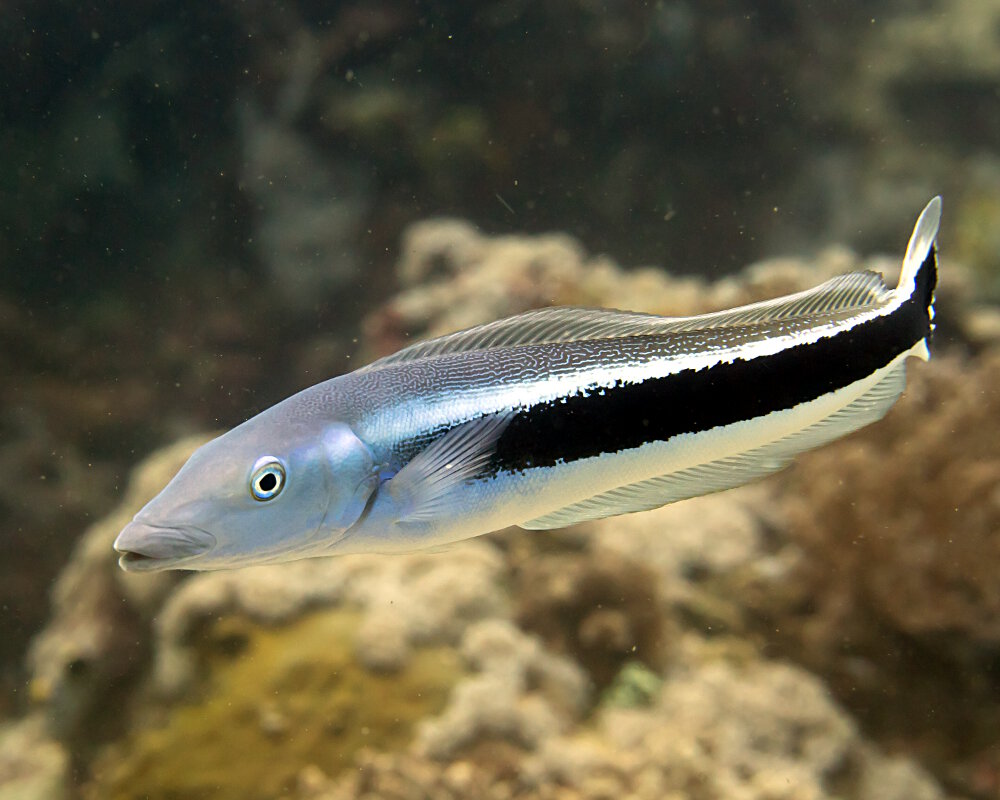 Le malacanthe bleu (Malacanthus latovittatus)