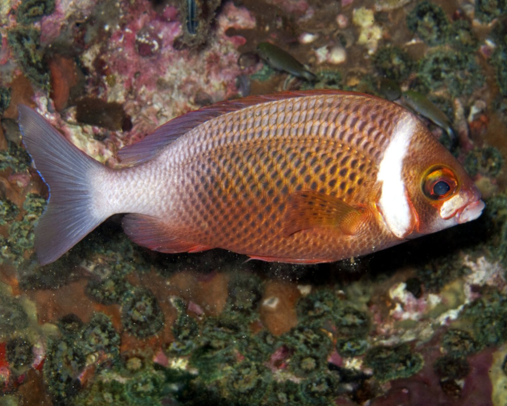 The whitecheek monocle bream (Scolopsis vosmeri) The whitecheek monocle bream (Scolopsis vosmeri)