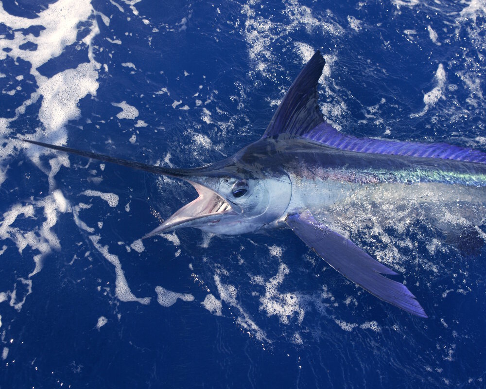 Le marlin bleu de l'Atlantique (Makaira nigricans) Le marlin bleu de l'Atlantique (Makaira nigricans)