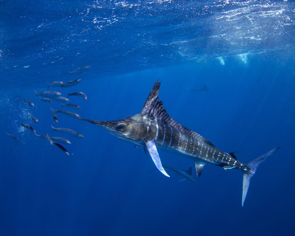 Le marlin rayé (Kajikia audax)