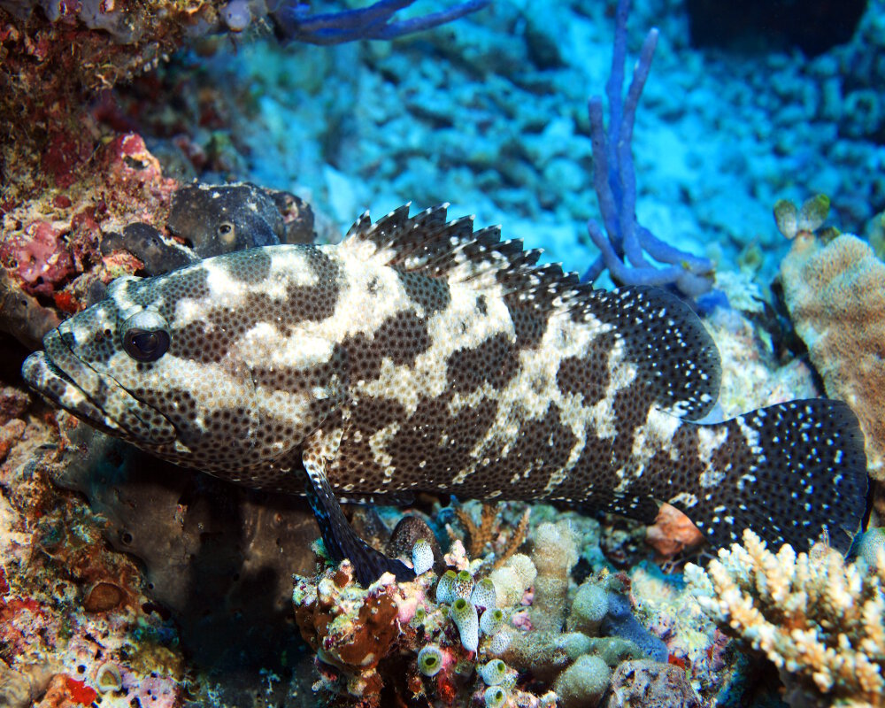 Le mérou camouflage (Epinephelus polyphekadion)