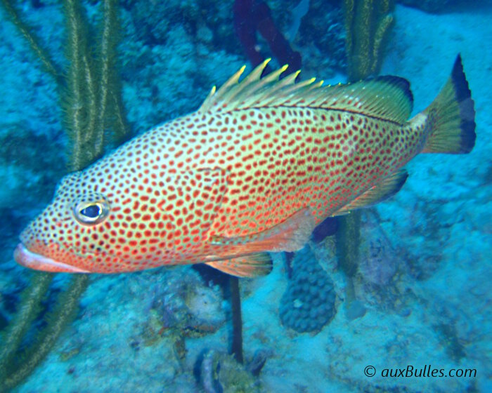 Le mérou couronné (Epinephelus guttatus)