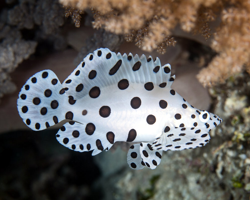 Le Poisson Qui Chante Veynes 