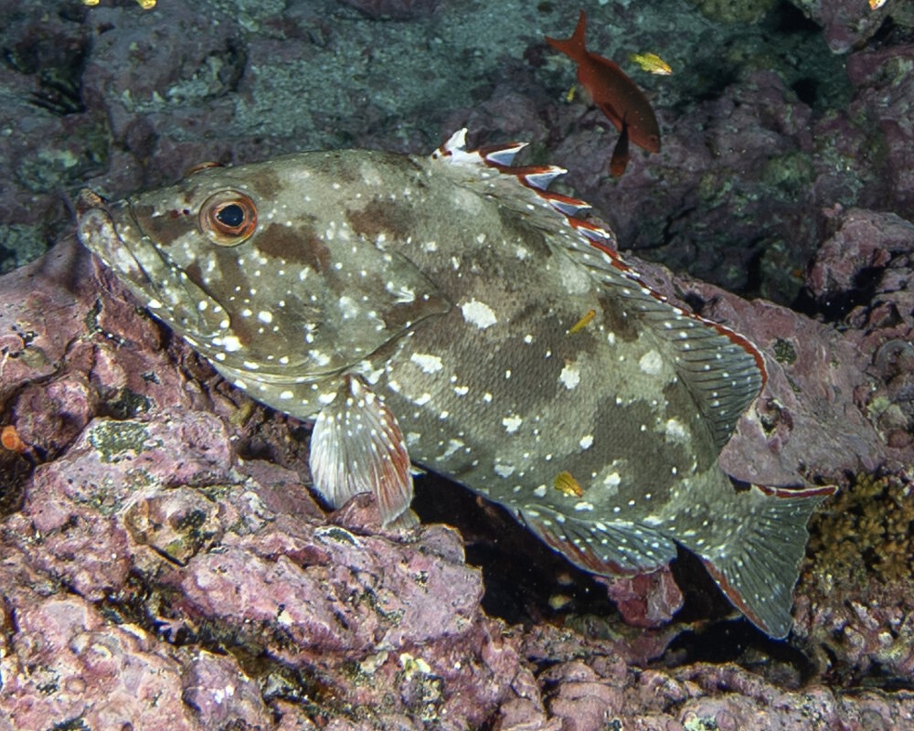 Le mérou étoile (Epinephelus labriformis) Le mérou étoile (Epinephelus labriformis)