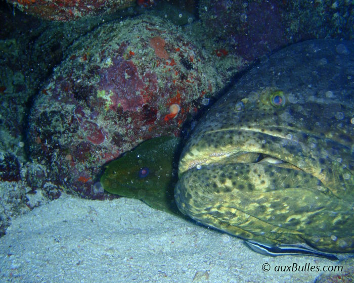 Le mérou géant (Epinephelus itajara)