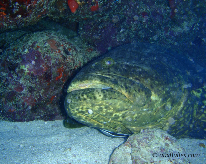 Le mérou géant (Epinephelus itajara)