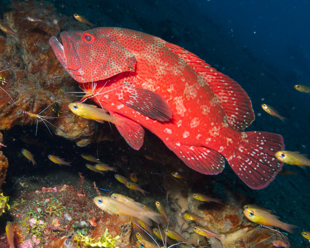 The tomato grouper (Cephalopholis sonnerati) The tomato grouper (Cephalopholis sonnerati)