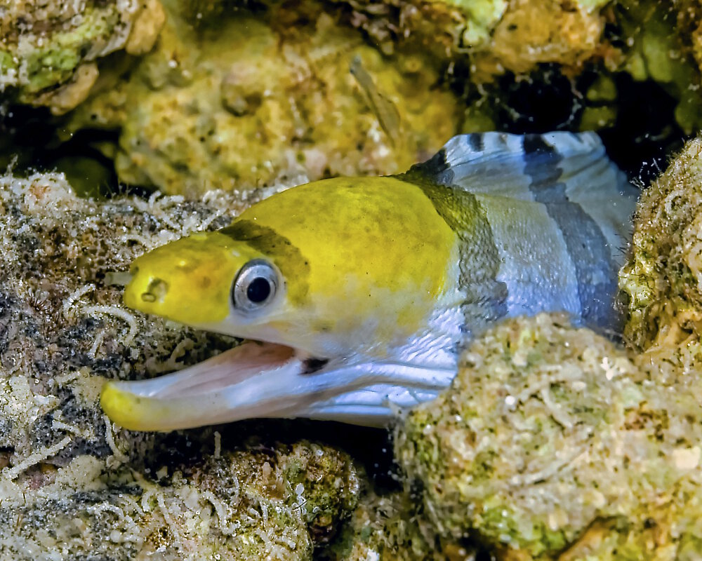 La murène à bandes brunes (Gymnothorax rueppelliae) La murène à bandes brunes (Gymnothorax rueppelliae)
