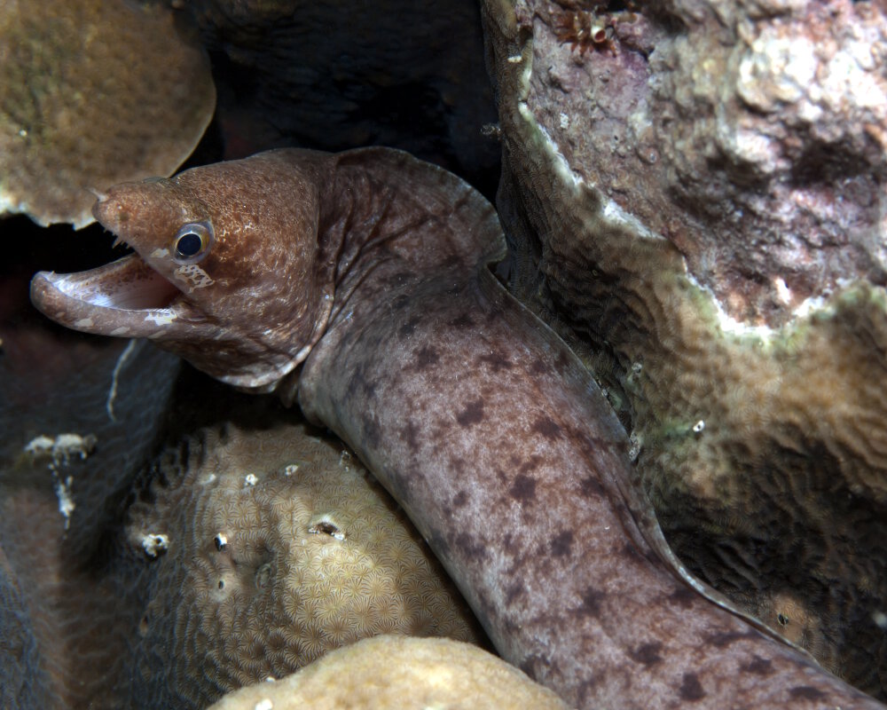 La murène à lèvres tachetées (Gymnothorax chilospilus)