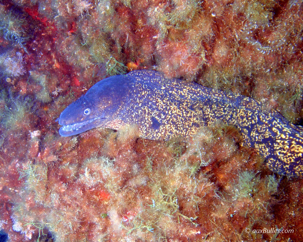 La murène commune possède un corps allongé en forme de serpent aplati dans le sens de la hauteur.